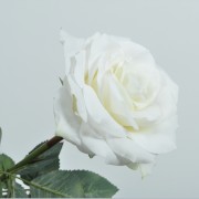 Dirbtinė kreminė rožė Silk-ka , 36cm