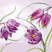 Servetėlės IHR FRITILLARIA MELEAGRIS li.lilac