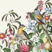 Servetėlės IHR JUNGLE BIRDS, kreminės sp., 33 x 33 cm