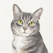 Servetėlės IHR FARM CAT, kreminės sp., 33 x 33 cm